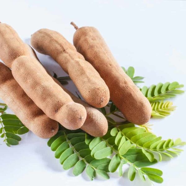 Tamarind - Gundlupet